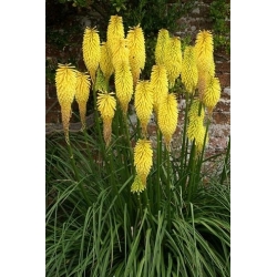 Kniphofia, Red Hot Poker, Tritoma Minister Verschuur - bola / umbi / root