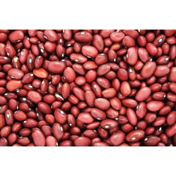 Semințe de fasole roșie pitice - Phaseolus vulgaris - Phaseolus vulgaris L.