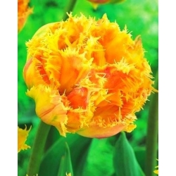 Esprite ดอกทิวลิปคู่ (crispa) ดอกทิวลิป - 5 ชิ้น - Tulipa Esprite
