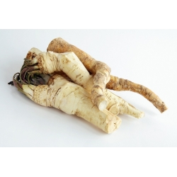Horseradish - Armoracia rusticana - umbi / umbi / akar