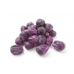 Purple Brussels Sprouts seeds - Brassica oleracea convar. oleracea var. gemmifera - 96 seeds