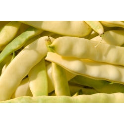 Dwarf French Bean Mamutina seeds - Phaseolus vulgaris