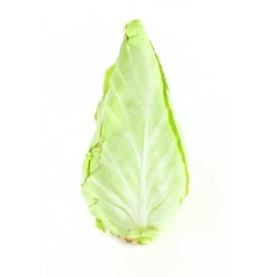 Repolho - Cuor di bue grosso - branco - 210 sementes - Brassica oleracea convar. capitata var. alba