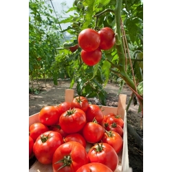 Tomaten Baron Samen- Gewächshaustomaten - Lycopersicon esculentum - 35 Samen