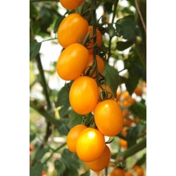بذور الطماطم إيلدي - لايكوبيرسيكون لايكيرسيكوم - 80 بذور - Lycopersicon esculentum Mill  - ابذرة