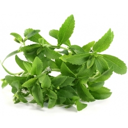 Stevia semená - Stevia rebaudiana - 30 semien