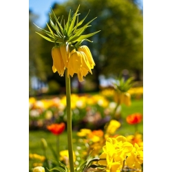 Fritillaria imperialis - giallo