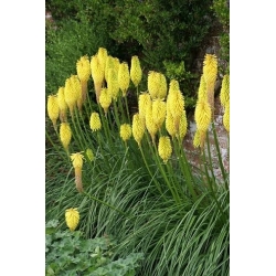 Kniphofia, Red Hot Poker, Tritoma Minister Verschuur