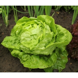 Butterhead Lettuce May Queen seeds - Lactuta sativa (coated seeds) - 50 seeds