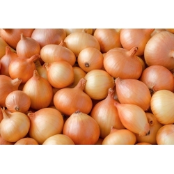 Onion Sochaczewska seeds - Allium cepa - 1250 seeds