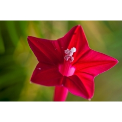 Cypress Vine Mixed Colours seeds - Ipomoea quamoclit - 38 seeds