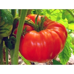 Tomato Raspberry Giant semena - Lycopersicon lycopersicum -  Lycopersicon esculentum Mill.