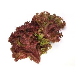 Lettuce Lollo Rossa biji - Lactuca sativa - 950 biji - Lactuca Sativa L. var. capitata  - benih