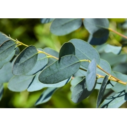 Blue Gum, Tasmanian Blue Gum semințe - Eucalyptus globulus - 10 semințe