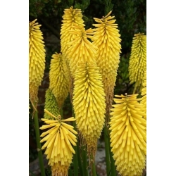 Kniphofia, Red Hot Poker, Tritoma Minister Verschuur - крушка / грудка / корен
