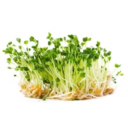 Arugula Sprouts - Eruca vesicaria - benih