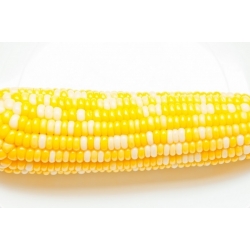 Sweet Corn Ramondia F1 seeds - Zea mays - 70 seeds