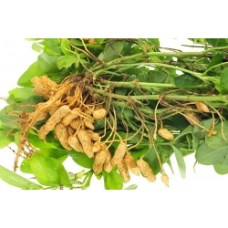 Arašidové semená - Arachis hypogea - 5 semien - Arachis hypogaea