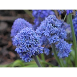 Muscari Blue Spike - Nho Hyacinth Blue Spike - 10 củ