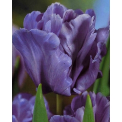 تيوليب الأزرق الببغاء - توليب الأزرق الببغاء - 5 البصلة - Tulipa Blue Parrot