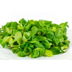 Salad ngô, hạt Mache - Valerianella locusta - 1700 hạt