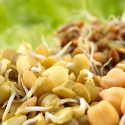 Výhonky pro čínské kuchyně Mix -  - semena