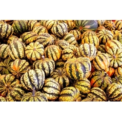 Kabak Tatlı Böreği tohumları - Cucurbita pepo - 23 seeds