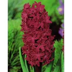 صفير وودستوك - صفير وودستوك - 3 لمبات - Hyacinthus