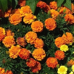 Бархатцы мелкоцветные - Aurora - оранжевый - 300 семена - Tagetes patula L.