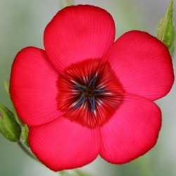 Scarlet Flax, Red Flax seeds - Linum grandiflorum - 300 seeds