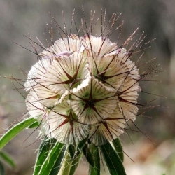 Семе Старфловер Пинцусхион - Сцабиоса стеллата - 25 семена - Scabiosa stellata