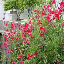 Ervilha de cheiro - vermelho - 36 sementes - Lathyrus odoratus