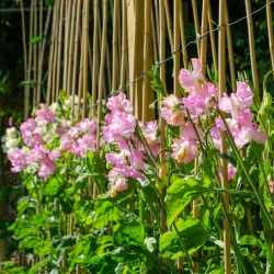 Ervilha de cheiro - rosa - 36 sementes - Lathyrus odoratus