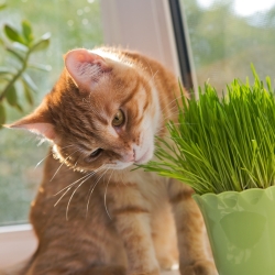 Benih rumput kucing -  - biji