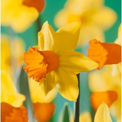 Narcissus Jetfire - Daffodil Jetfire - 5 ดวง