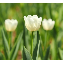 Tulipa 건배 - 튤립 환호 - 5 구근 - Tulipa Cheers
