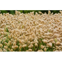 Hare Tail Grass, Bunny Semințe de cozi - Lagurus ovatus - 3200 de semințe
