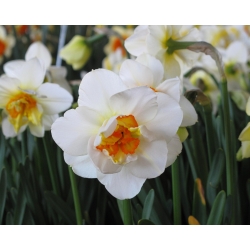 رانش گل نارتیس - رعد و فلاور گل داودی - 5 لامپ - Narcissus