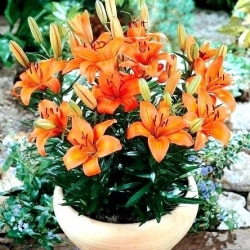 Lilium, Lily Orange Pixie - bebawang / umbi / akar