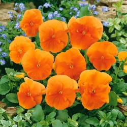 Pansy Orange Σπόροι ηλίανθου - Viola x wittrockiana - 320 σπόροι