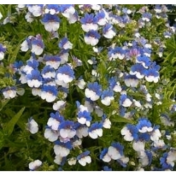 Nemesia כחול לבן זרעים - Nemesia strumosa - 3250 זרעים