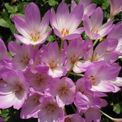 Colchicum Lilac Wonder - Осінній Луг Шафран Бузок Чудо - цибулина / бульба / корінь -  Colchicum