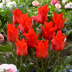 Tulipa 빨간 승마 후드 - 튤립 빨간 승마 후드 - 5 알뿌리 - Tulipa Red Riding Hood