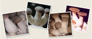 Královská trubka houba; Houba lesní roh, král ústřičná houba, král hnědá houba, hřib stepí, trubka royale, ali "i ústřice - Pleurotus eryngii