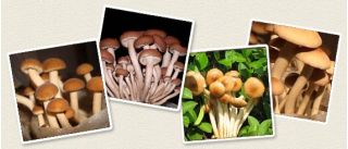 Ciuperci din plop; catifea pioppini, Yanagi-matsutake - Agrocybe aegerita