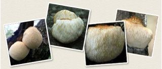 라이온스 갈기 버섯 - 아시아에서 가장 좋아하는 버섯입니다. 원숭이 머리, 턱수염의 치아 버섯, 사티르의 수염, 수염 고슴도치 버섯, 치어 버섯, 턱수염 곰팡이 - Hericum erinaceus