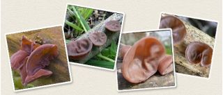 Telinga orang Yahudi; telinga kayu, telinga jelly - Auricularia auricula-judae