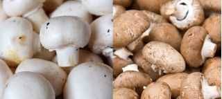 Jamur lapang dan jamur portobello untuk budidaya rumah dan kebun - 2 in 1 - Agaricus bisporus