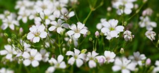 Annual baby's breath "Covent Garden" - white; Showy baby's breath - 2520 seeds