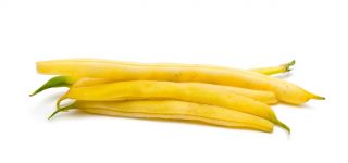 الفاصوليا القزمية الفرنسية "Teepee الذهبي" - متوسطة مبكرة - 120 حبة - Phaseolus vulgaris L. - ابذرة